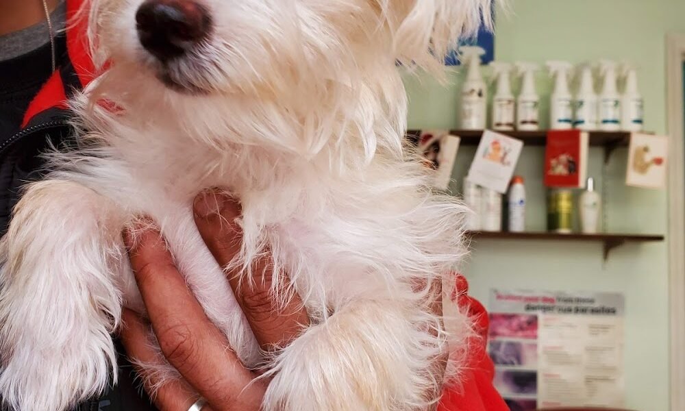 Animal Medical Center of Bradenton